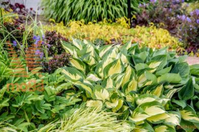 hosta "Morning Light"