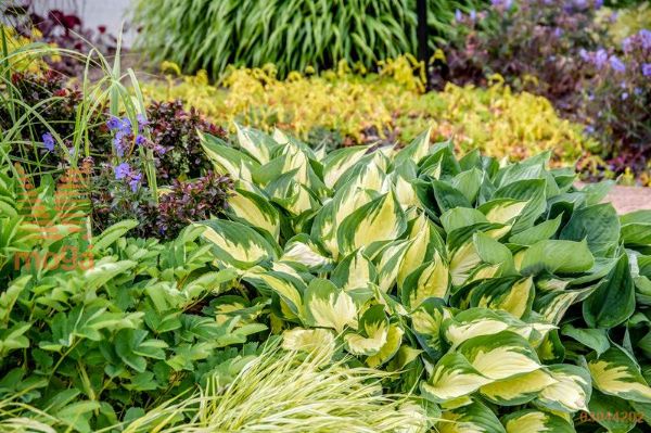 hosta "Morning Light"