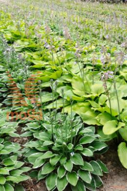 hosta "Sum and Substance"