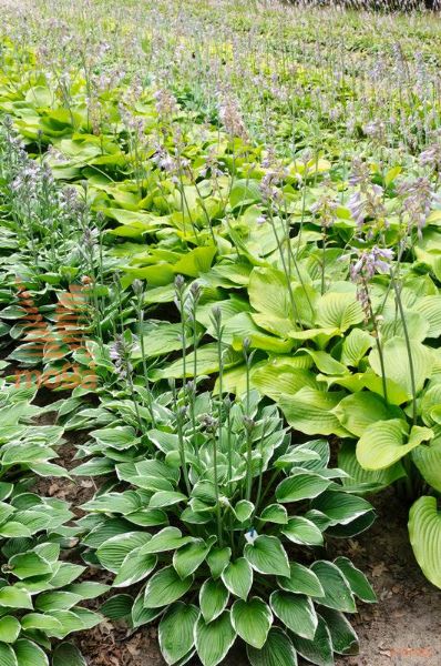 hosta "Sum and Substance"