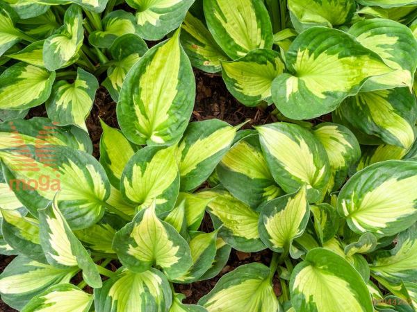 hosta "Whirlwind"