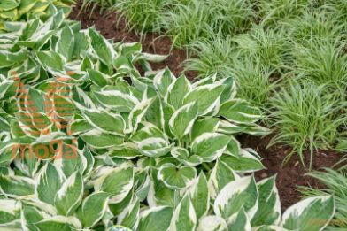 fortunova hosta "Patriot"