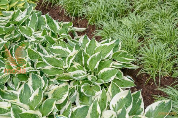 fortunova hosta "Patriot"