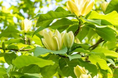 magnolija "Yellow Lantern"