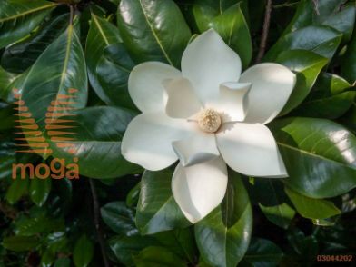 velecvetna magnolija