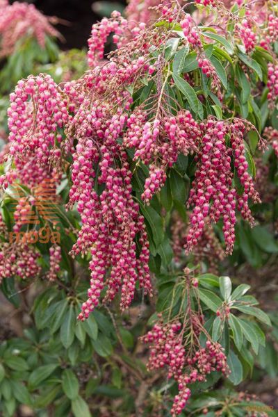 japonski pieris "Pink Passion"