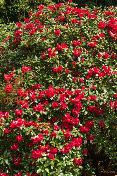 rododendron "Baden-Baden"