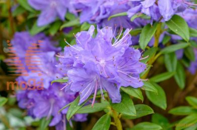 rododendron "Gletschernacht"