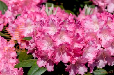 rododendron "Marlis"