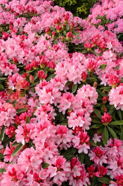 rododendron "Pink Cherub"