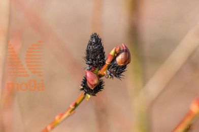 vrba "Melanostachys"