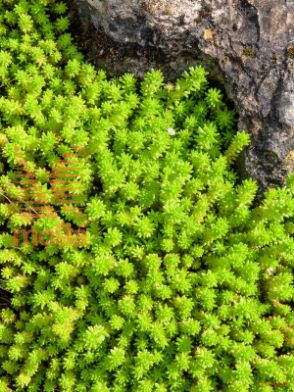 šesterokotna homulica