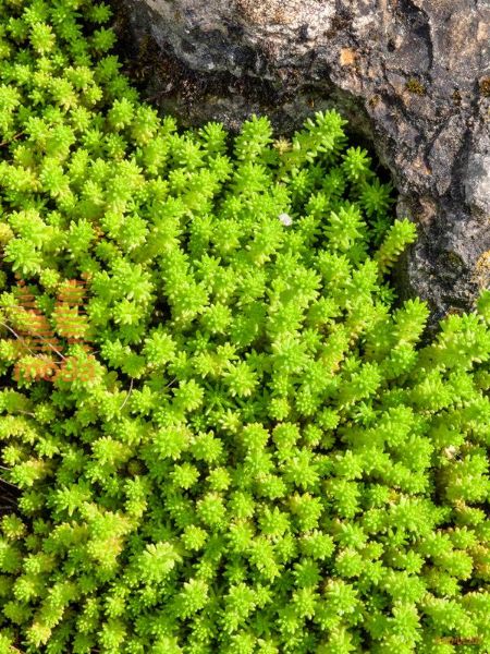 šesterokotna homulica