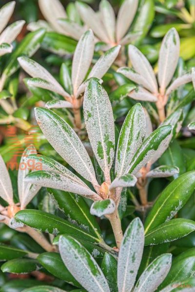 rhododendron "Silbervelours"