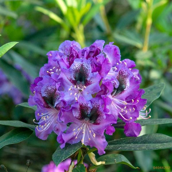 rododendron "Blaue Jungs"