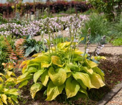 hosta "August Moon"