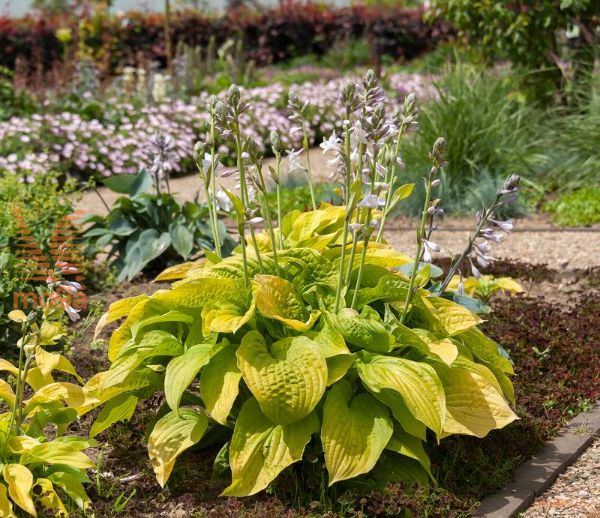 hosta "August Moon"