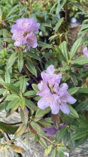 rododendron "Lilly Bell Pearl"