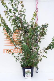 http://twentheplant.nl/tsd/53450_ACPALMAT_9C10060070_1.jpg