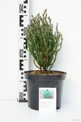 Picture of white cypress "Blue Rock"