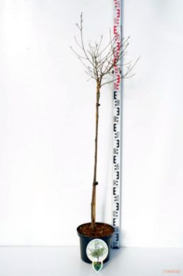 Picture of alder buckthorn "Asplenifolia"