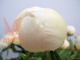 http://twentheplant.nl/tsd/68207_PAKWHITE_2-3_1.jpg