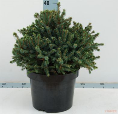 Picture of white spruce "Echiniformis"