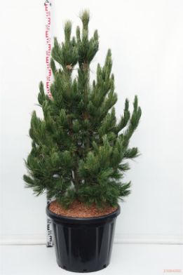 Picture of arolla pine "Glauca"