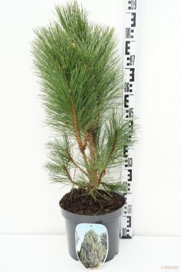 Picture of black pine "Green Rocket"