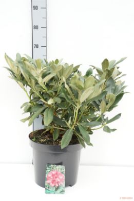 Picture of rhododendron "Sneezy"