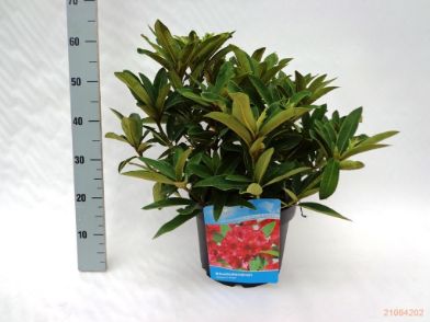 Picture of rhododendron "Wilgen's Ruby"