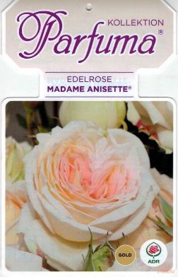 Picture of rose "Madame Anisette"