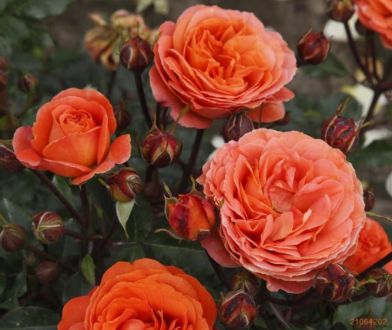 Picture of rose "Rouge Meilove"