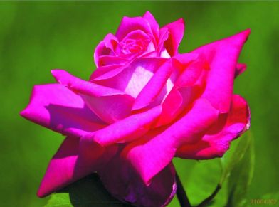 Picture of rose "Acapella"
