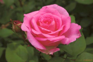 Picture of rose "Beverly"