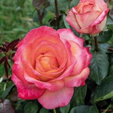 Picture of rose "Elle"