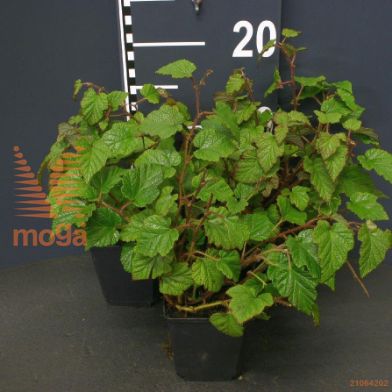 http://twentheplant.nl/tsd/55065_RUTRICOL_8P09_2.jpg