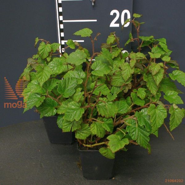 http://twentheplant.nl/tsd/55065_RUTRICOL_8P09_2.jpg