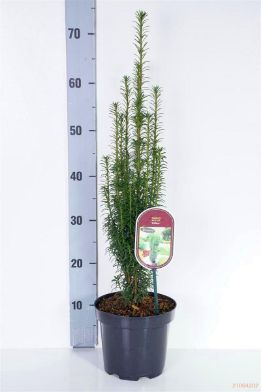 Picture of common yew "Litfass"