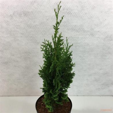 Picture of American arborvitae "Brobeck's Tower"