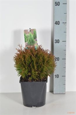 Picture of American arborvitae "Micky"