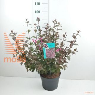 http://twentheplant.nl/tsd/61862_WEFFPURP_9C10060080_2.jpg