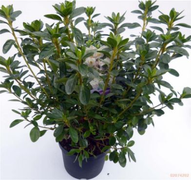 Picture of rhododendron "Schneewittchen"