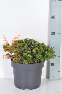 http://twentheplant.nl/tsd/70850_ABKBRILL_8P21025030_2.jpg