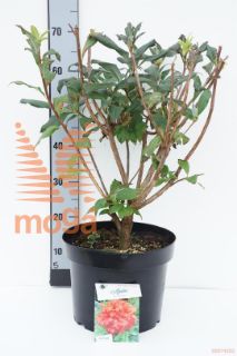 http://twentheplant.nl/tsd/55836_RHGIBRAL_9c10050060_1.jpg