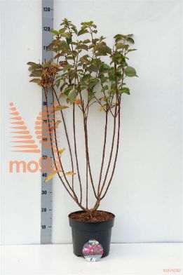 http://twentheplant.nl/tsd/58250_HYPFMELB_8P26060080_1.jpg