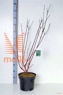 http://twentheplant.nl/tsd/58250_COAKESSE_8P26080100_2.jpg