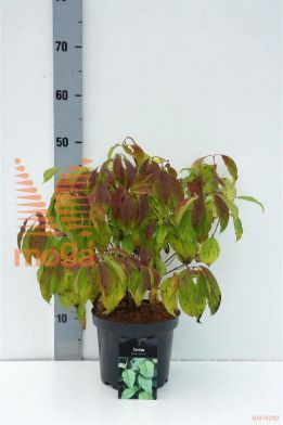 http://twentheplant.nl/tsd/58250_COSKELSE_8P19030035_1.jpg