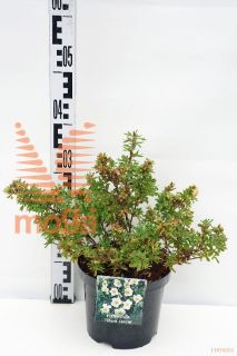 http://twentheplant.nl/tsd/76887_POFTCREA_8P19025030_1.jpg