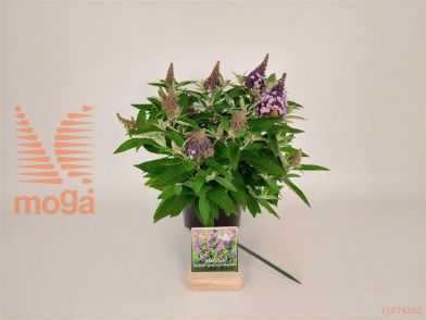 http://twentheplant.nl/tsd/76887_BUDBCLSW_8P19025030_2.jpg